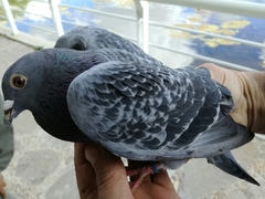 Columba livia
