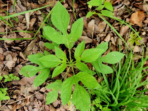 giant ragweed