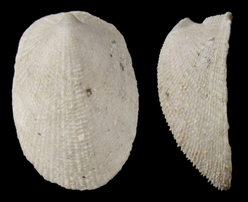 tawny limpet