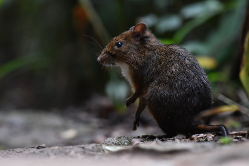Lowland Red Forest Rat