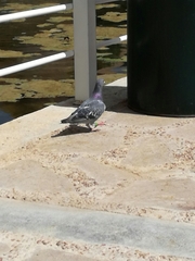 Columba livia