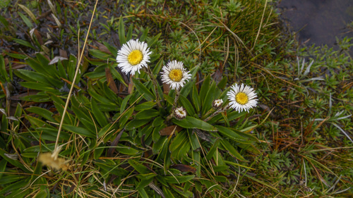 Oritrophium peruvianum, photograph 6