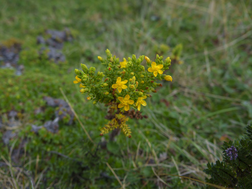 Hypericum quitense (Hypericum quitense)