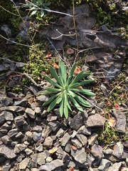Lewisia columbiana