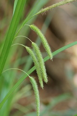 Carex fascicularis