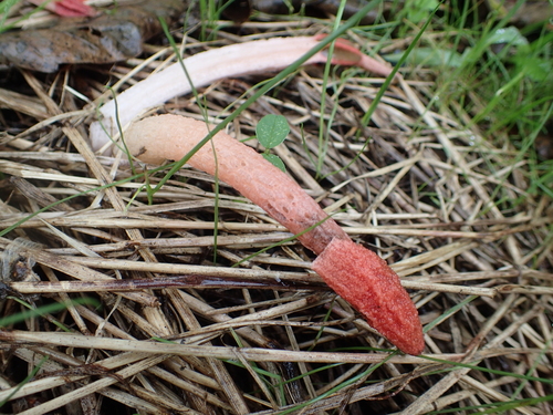 Phallus rugulosus