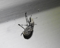 Euparius paganus
