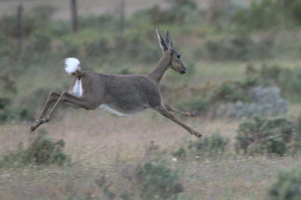 Pelea capreolus, Veldhuis, Strandveld Winery, Elim, Overberg, Western Cape, South Africa, by hhodgson