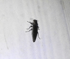Agrilus macer