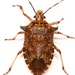 Giant Strong-nosed Stink Bug - Photo (c) Mike Quinn, Austin, TX, some rights reserved (CC BY-NC), uploaded by Mike Quinn, Austin, TX