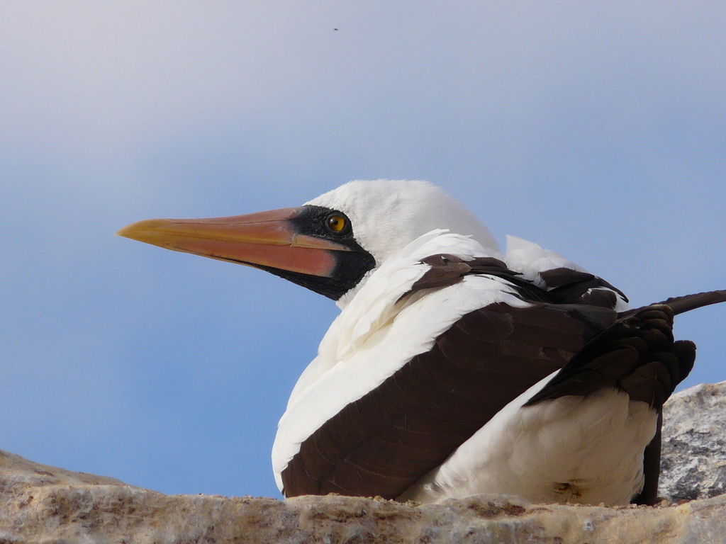 Close view of an adult Nazca booby with a pale orange bill and dark face mask, perched on a rock on Española