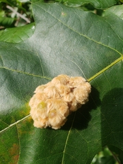 Callirhytis piperoides