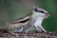 Funambulus pennantii