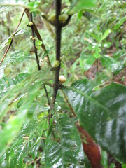 Image of Psychotria capuronii
