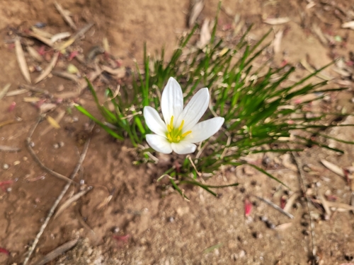 White rain-lily