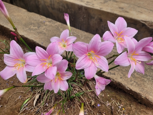 Zephyranthes carinata
