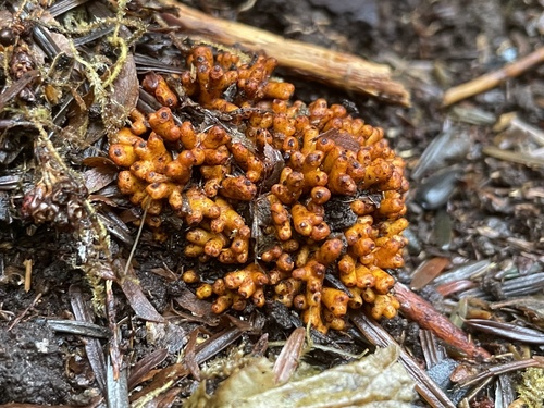 Alder nitrogen-fixing symbiont