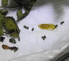 Ceratulus spectabilis