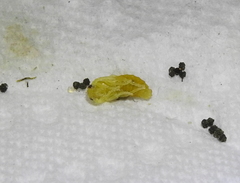 Ceratulus spectabilis