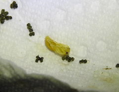 Ceratulus spectabilis