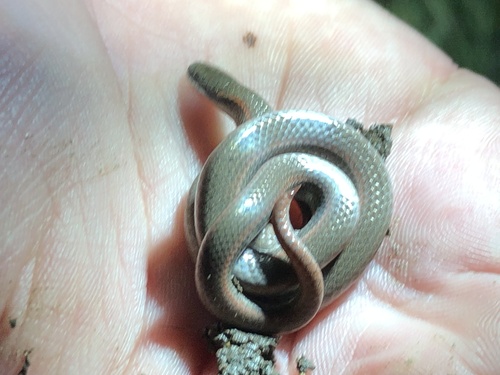 iNaturalist observation photo of Common Sharp-tailed Snake