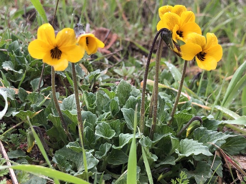 iNaturalist observation photo of California Golden Violet