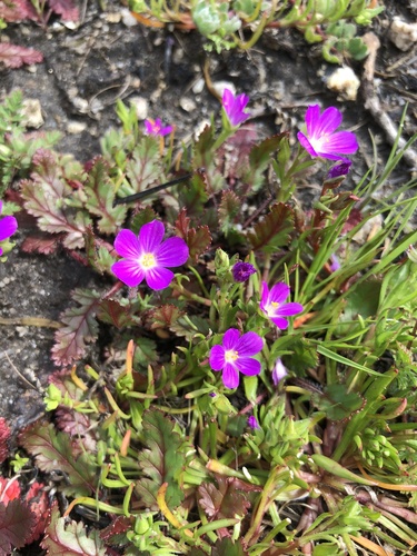 iNaturalist observation photo of redmaids