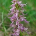 Orchis Anthropophora × Simia - Photo (c) Ronald Werson, some rights reserved (CC BY-NC-ND), uploaded by Ronald Werson
