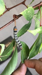 Androloma disparata