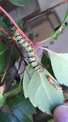 Androloma disparata