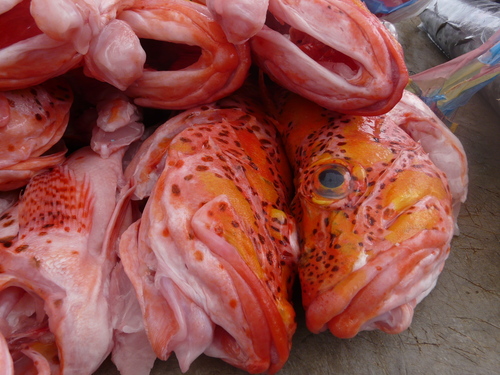 Clemens-schorpioenvis (Pontinus clemensi) — Scorpaenidae — 3