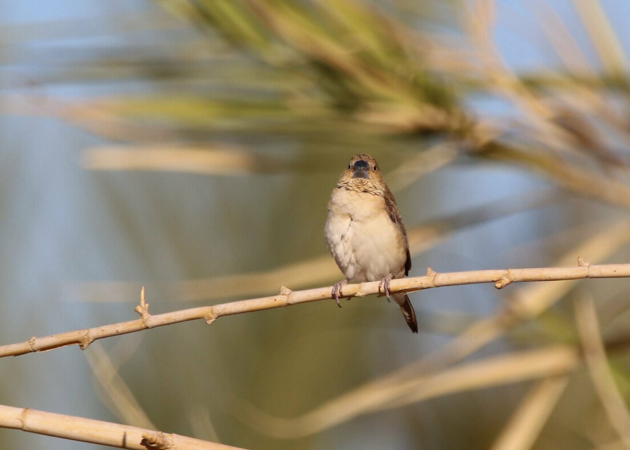 African Silverbill illustration