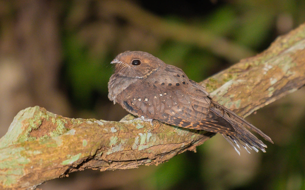Ocellated Poorwill from São José do Rio Claro - Mato Grosso, Brésil on ...