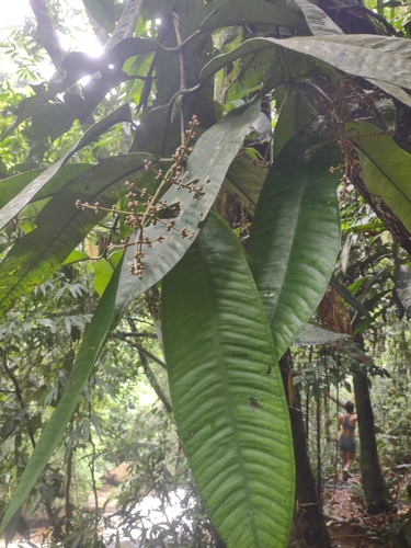 Myrcia lonchophylla, 2023-03-12