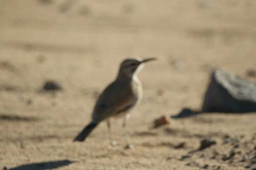 Greater Hoopoe-Lark (Alaemon alaudipes), photo 10