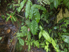 Frank Dietze, CC BY, iNaturalist via GBIF Caladium steudnerifolium, photograph Frank Dietze, CC BY, iNaturalist via GBIF