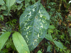 Frank Dietze, CC BY, iNaturalist via GBIF Caladium steudnerifolium, photograph Frank Dietze, CC BY, iNaturalist via GBIF