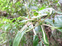 Bremeria latisepala