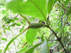 Bremeria latisepala