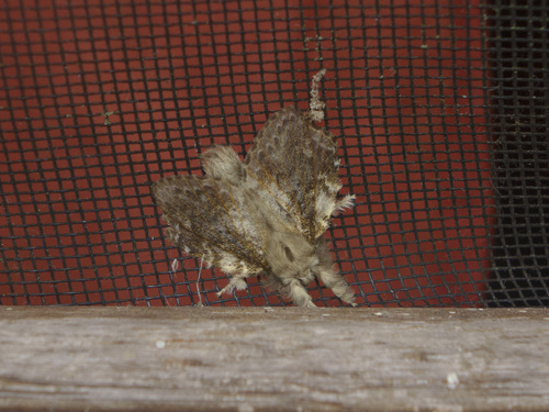 Euglyphis aleria