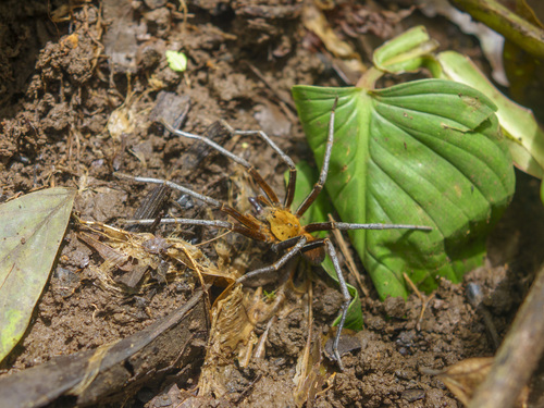 Ancylometes terrenus