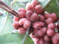 Peponidium