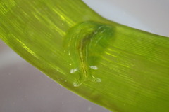 Phyllaplysia taylori