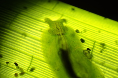 Phyllaplysia taylori