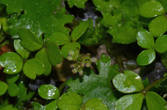 Azorella nitens