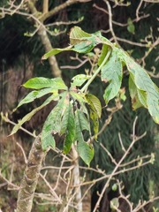 Brassaiopsis mitis