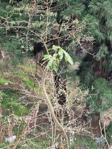 Brassaiopsis mitis, photograph 2