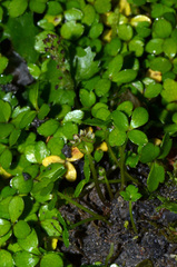 Azorella nitens