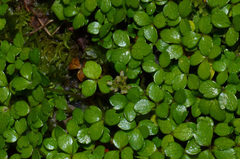 Azorella nitens