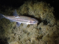 Loire Minnow photo 5